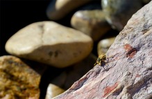 Bee-lieve : 9-28-16; 1:00pm; Rexburg, Idaho; FL: 135mm; f/5.0; 1/2000; Sony a7s II – Tripod.