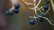 jordanstevens-berries