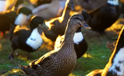 March Of The Ducks: 10-4-16; 6:49pm; Rexburg, Idaho; FL: 111mm; f/4.0; 1/250; Sony a7s II – Tripod.