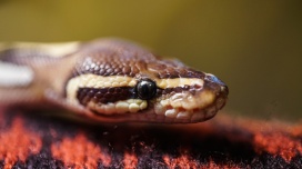 jordanstevens-python